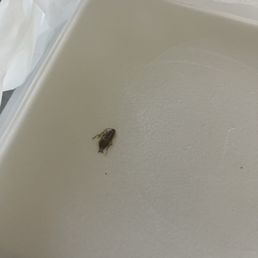 Lost my appetite when I saw this in our to go food Lost my appetite when I saw this in our to go food