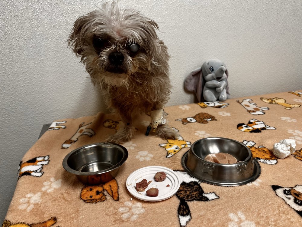 Valley Central Veterinary Referral and Emergency Center Image