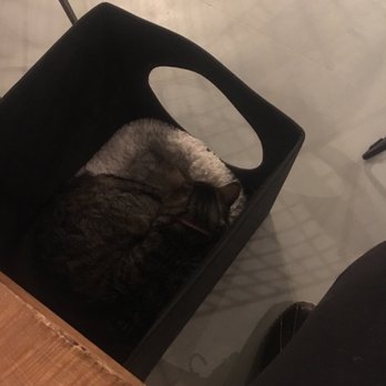 NEKO: A Cat Cafe - Themed Cafes Near Me - Seattle, Washington NEKO: A Cat Cafe - Themed Cafes Near Me - Seattle, Washington
