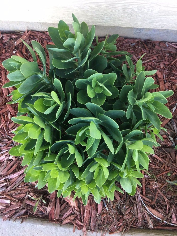 AMERICAN PLANT 20 Photos & 41 Reviews Nurseries & Gardening 5258 River Rd, Bethesda, MD