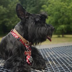 Barks, Bones, & Biscuits Bakery - Travis