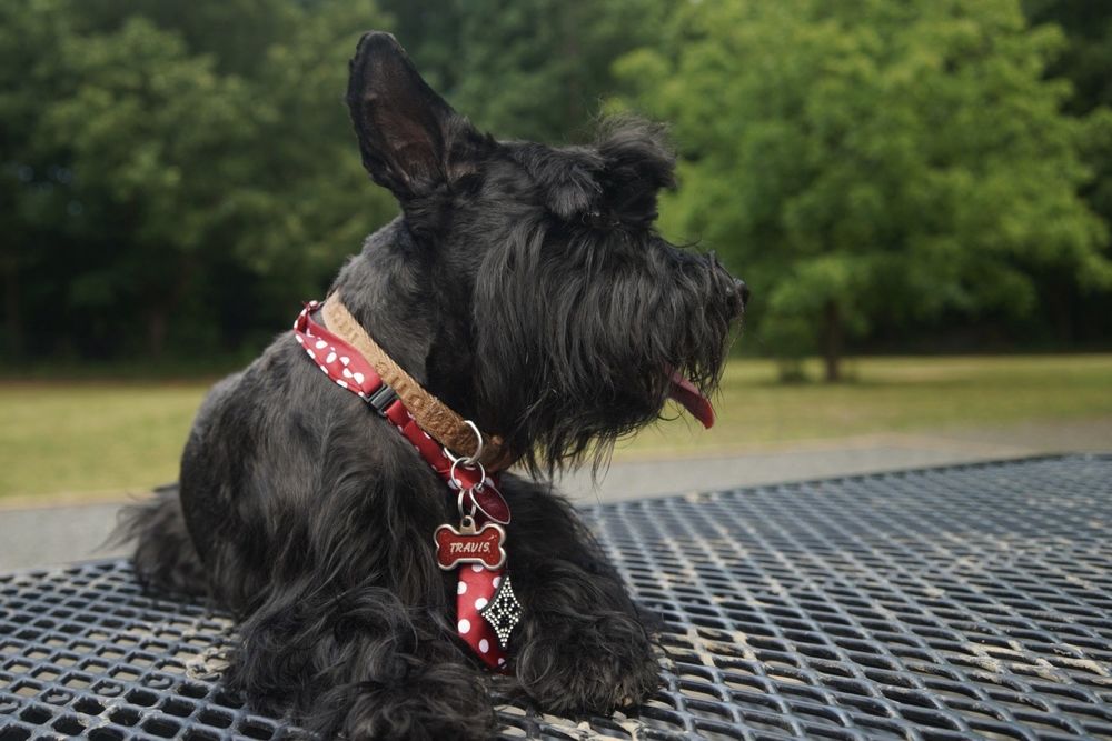 Barks, Bones, & Biscuits Bakery - pet boarding facility in Mint Hill, NC