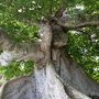 Photo of Parque la Ceiba de Vieques