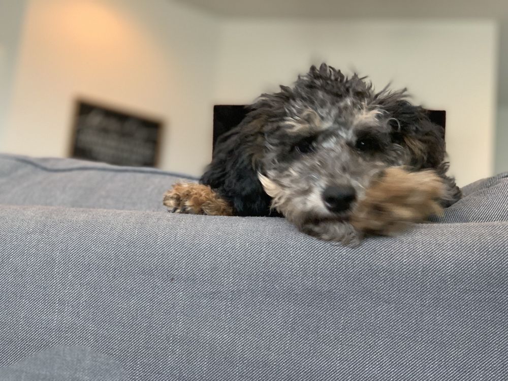 HAPPY TAILS PET SITTING AND BOARDING 14 Photos Kerrville, Texas