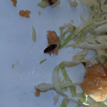 China Palace - I'm docking points for the meal being TOO FRESH. But I'm sure the cochroach and caterpillar were well seasoned, like the rest of the dish. - Chinese Near Me - Milpitas, California China Palace - I'm docking points for the meal being TOO FRESH. But I'm sure the cochroach and caterpillar were well seasoned, like the rest of the dish. - Chinese Near Me - Milpitas, California