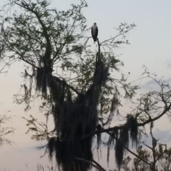 Stumpknocker Tours - Boating Near Me - Fellsmere, Florida