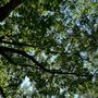 Photo of Dawes Park