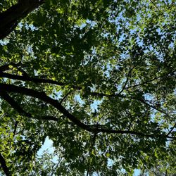Dawes Park
