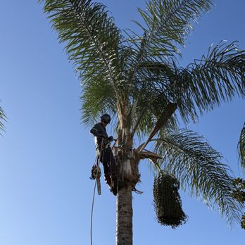 Arbor Creek Tree Care - Palm Tree Removal - Tree Services Near Me - San Jose, California Arbor Creek Tree Care - Palm Tree Removal - Tree Services Near Me - San Jose, California