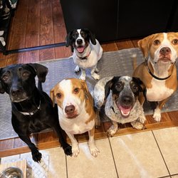 K4K9 Pet Sitting