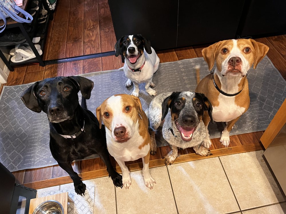 K4K9 Pet Sitting - pet boarding facility in Las Vegas, NV