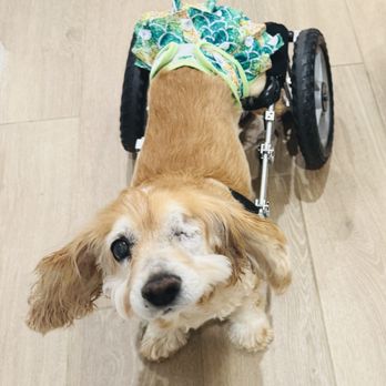 Camp Cocker Rescue - Perfectly imperfect Violet just turned 17 years old and continues to thrive with Camp Cocker Rescue! - Animal Shelters Near Me - Los Angeles, California Camp Cocker Rescue - Perfectly imperfect Violet just turned 17 years old and continues to thrive with Camp Cocker Rescue! - Animal Shelters Near Me - Los Angeles, California