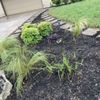 Nunez512 Landscaping gift card