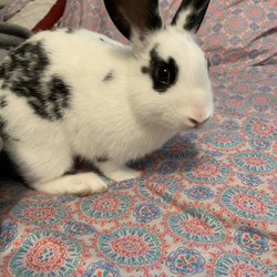 Pet Supermarket - This is my best friend, Oreo.