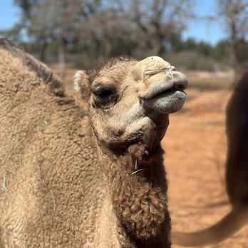 The Exotic Resort Zoo - Camel Caden Lemur Joeys - Tours Near Me - Johnson City, Texas The Exotic Resort Zoo - Camel Caden Lemur Joeys - Tours Near Me - Johnson City, Texas