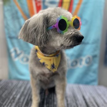 So Fine K9 Mobile Dog Grooming - Pet Groomers Near Me So Fine K9 Mobile Dog Grooming - Pet Groomers Near Me