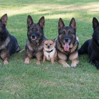 Dogtown K9 Training - Pet Training Near Me