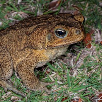 Toad Away - Fences & Gates Near Me Toad Away - Fences & Gates Near Me