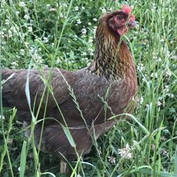 Avondale Hills Farm