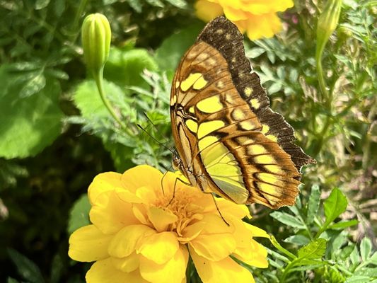 The Original Mackinac Island Butterfly House & Insect World by null