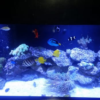 Blue Reef Aquatics - My 125g reef filled will just some of the things that can be purchased at blue reef - Aquarium Services Near Me - North Las Vegas, Nevada