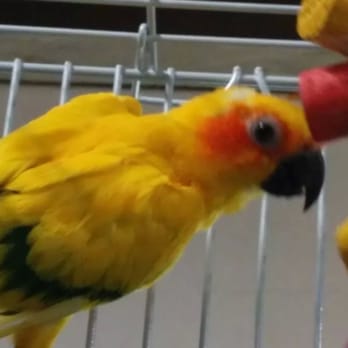 Pet World - All kind of birds on different colors and sizes - Pet Groomers Near Me - Anaheim, California