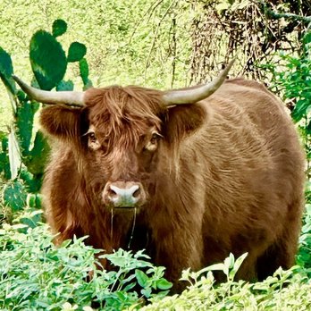 S A R A Sanctuary - A Scottish highland cow named Claire - Animal Shelters Near Me - Seguin, Texas S A R A Sanctuary - A Scottish highland cow named Claire - Animal Shelters Near Me - Seguin, Texas