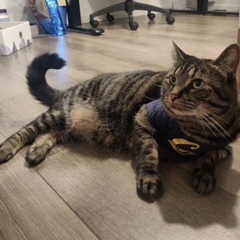 Furever Grooming - Pet Groomers Near Me - Milpitas, California