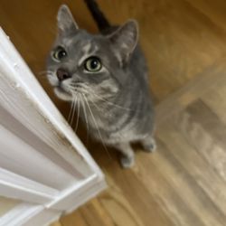 PurrFect Woof - This is Razoul , he has a very cute meow
