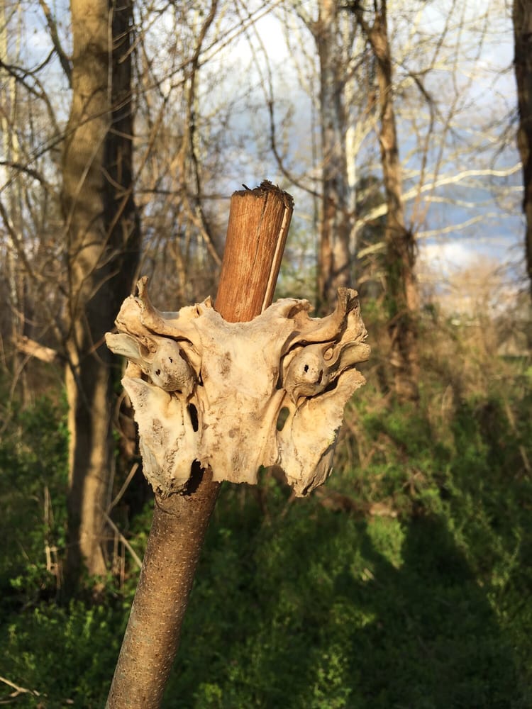 Social spots from Camp Catalpa