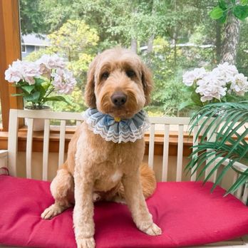 Pawfect Grooming - Pet Groomers Near Me - Bellevue, Washington Pawfect Grooming - Pet Groomers Near Me - Bellevue, Washington