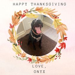 Guided Footsteps Canine Camp - Onyx Thanksgiving photoshoot courtesy of Alicia lol. He is so happy!