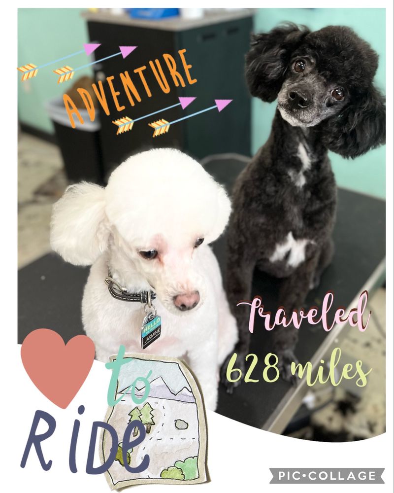 SPAW PET GROOMING & BOUTIQUE Updated June 2024 26 Photos & 10