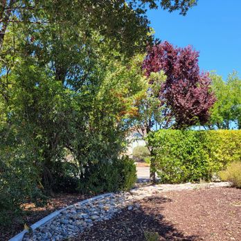 4th Generation Tree - Great job! - Tree Services Near Me - Templeton, California