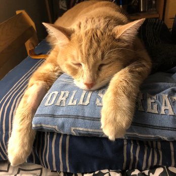 ASPCA Adoption Center - Sandy after his meds - Animal Shelters Near Me - New York, New York ASPCA Adoption Center - Sandy after his meds - Animal Shelters Near Me - New York, New York