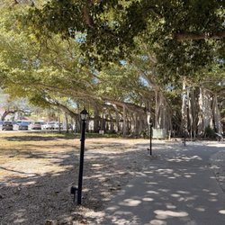 Edison & Ford Winter Estates - Beautiful trees