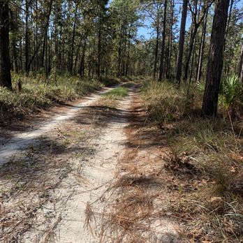 Jennings State Forest - Rattlesnake Road - Hiking Near Me - Middleburg, Florida Jennings State Forest - Rattlesnake Road - Hiking Near Me - Middleburg, Florida
