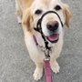Photo of Nat's Doggos