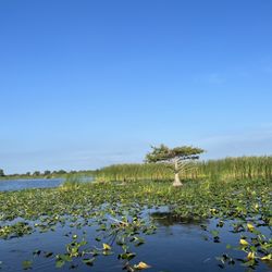 Florida Cracker Airboat Ride