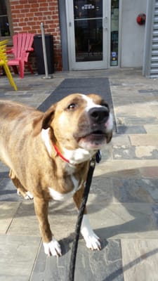 Nesbit’s Poeyfarre Street Market by null