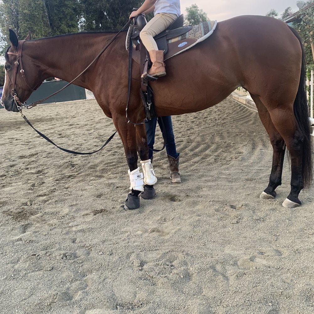 My daughter and Brandie's beautiful horse Dancer