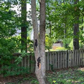 Arbor Lawn - Damage to maple - Tree Services Near Me - Raleigh, North Carolina