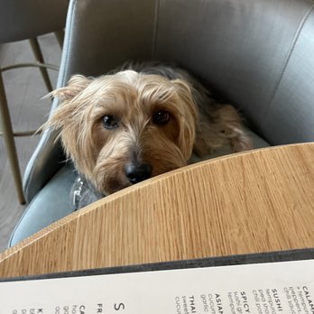 Moxies - Max waiting for his requested grilled chicken : no salt, no seasoning - Lounges Near Me - Miami, Florida Moxies - Max waiting for his requested grilled chicken : no salt, no seasoning - Lounges Near Me - Miami, Florida