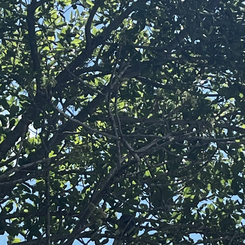 The bird is somewhere there... it was gorgeous. The bird is somewhere there... it was gorgeous.