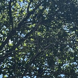 The bird is somewhere there... it was gorgeous.