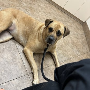 VCA Palm Beach Veterinary Specialists - Emergency Pet Hospital Near Me - West Palm Beach, Florida VCA Palm Beach Veterinary Specialists - Emergency Pet Hospital Near Me - West Palm Beach, Florida