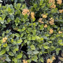 Dixon Nursery - Maui Yellow Ixoras