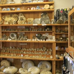 Charmouth Fossils