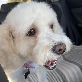 Lucky Penny's Dog Grooming - Pet Groomers Near Me - Antelope, California