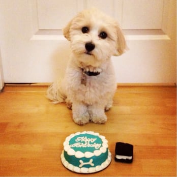 Biscuits Pet Boutique - The birthday boy with his birthday cake and "ice cream sandwich" treat from Biscuits :) - Pet Stores Near Me - San Jose, California Biscuits Pet Boutique - The birthday boy with his birthday cake and "ice cream sandwich" treat from Biscuits :) - Pet Stores Near Me - San Jose, California